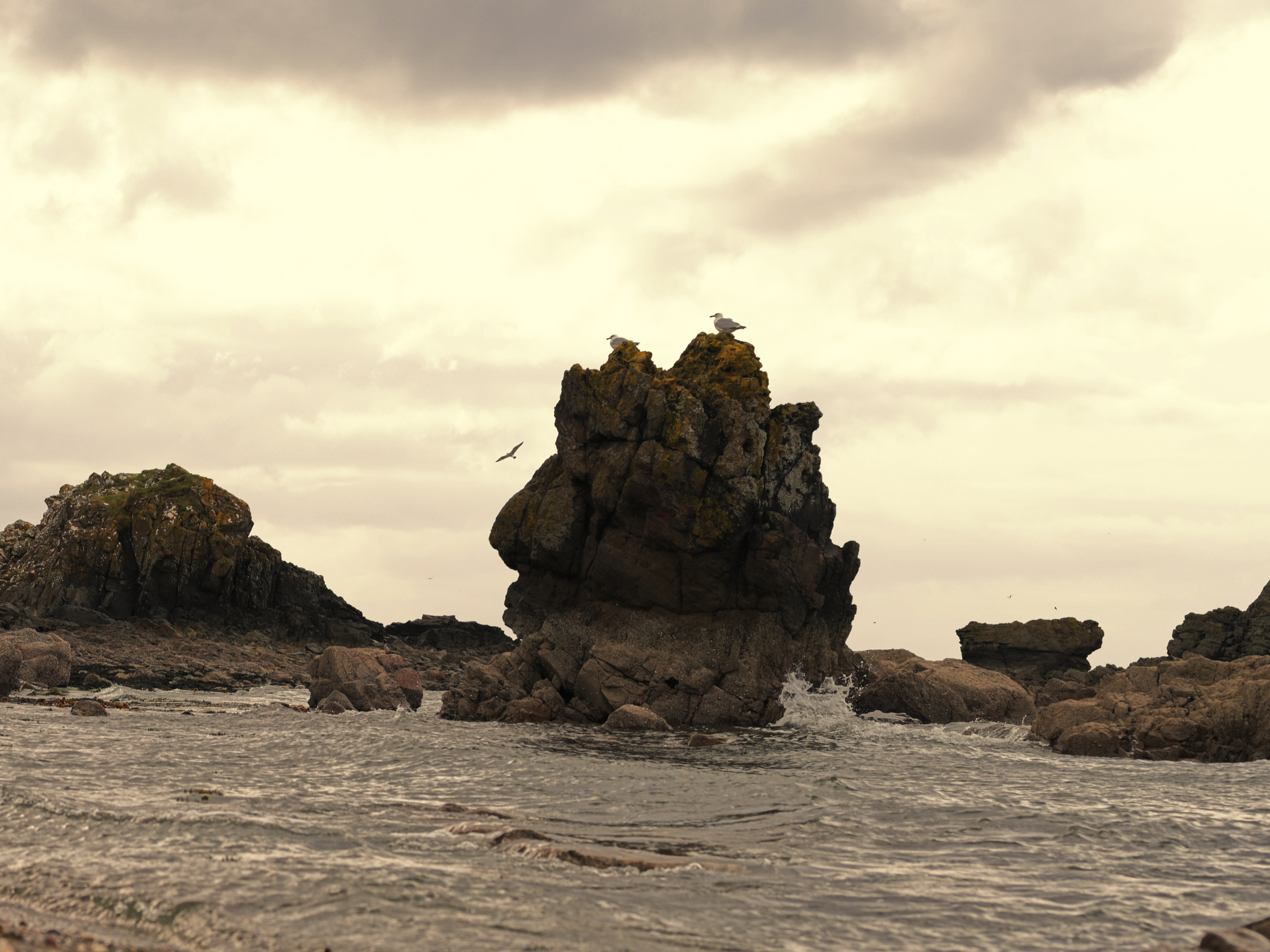 Dunure Beach — Gulls